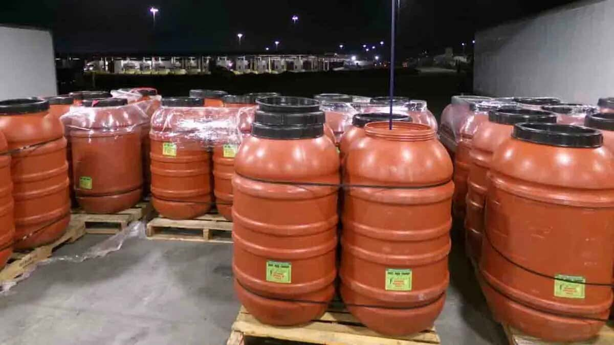 Border Officers Intercept $10 Million Drug Haul Disguised in Jalapeño Paste Shipment, Apprehending 28-Year-Old Driver