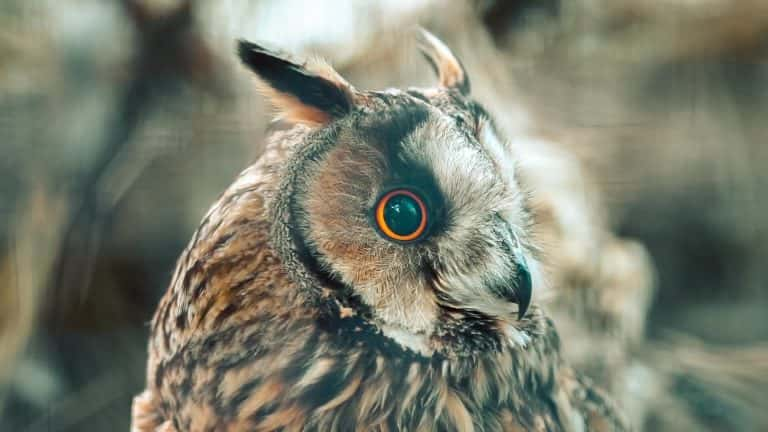 Rare Owl That Got Away Is Seen Peeping Through A Woman’s Window