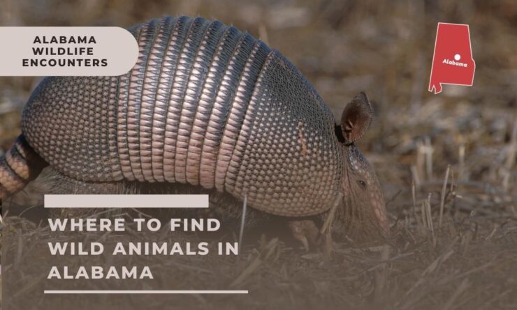 Alabama’s Wildlife Wonderland: Top Spots for Nature Enthusiasts Revealed!