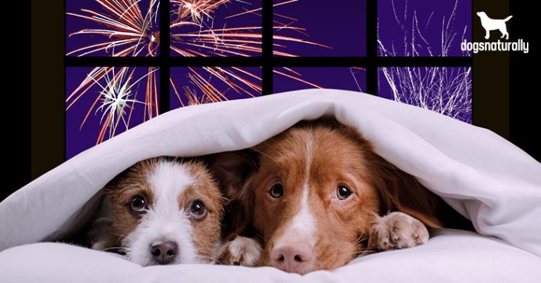 Fireworks Anxiety: Lingering Effects on Pets Raise Concerns Among Owners and Veterinarians