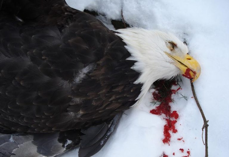 Montana Resident Faces Arrest Warrant for Alleged Mass Killing of Numerous Birds, Including Bald Eagles