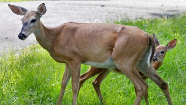 A Pennsylvania man who helped hunters locate deer carcasses by using a drone was found guilty