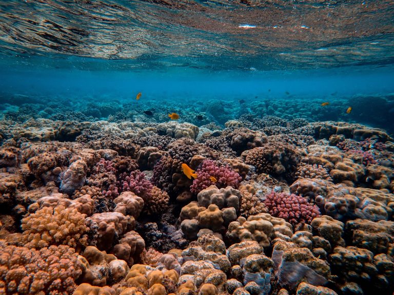 US Military! Aims to Create Revolutionary Reef Restoration