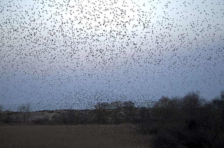 Houston Audubon asks Houstonians to turn lights off for fall migration