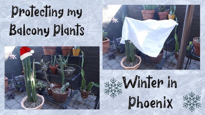 Protect Your Plants and Pets! Phoenix Faces Rare Freeze Tonight