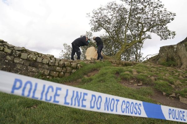Heartbreak in Northumberland: Who Cut Down the UK’s Most Iconic Tree—And Why?