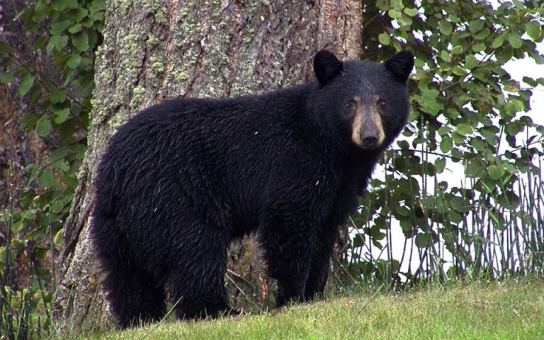 Authorities Warn After Bear Sighting in Bristol County Neighborhood